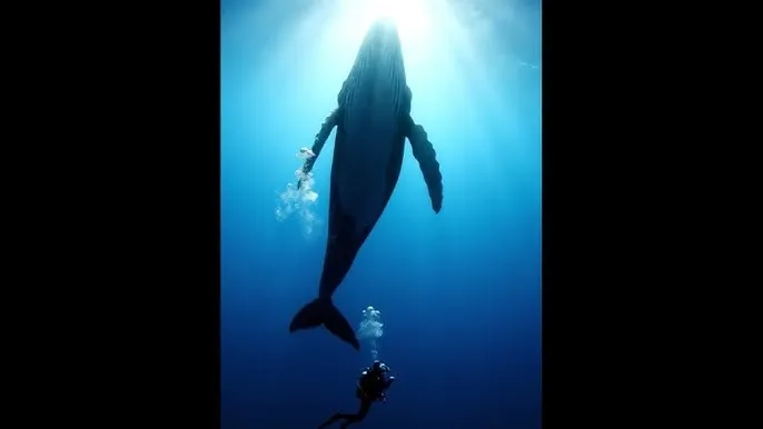龙物在视频.YW8826 - 深蓝星球：探索海洋深处的未知世界